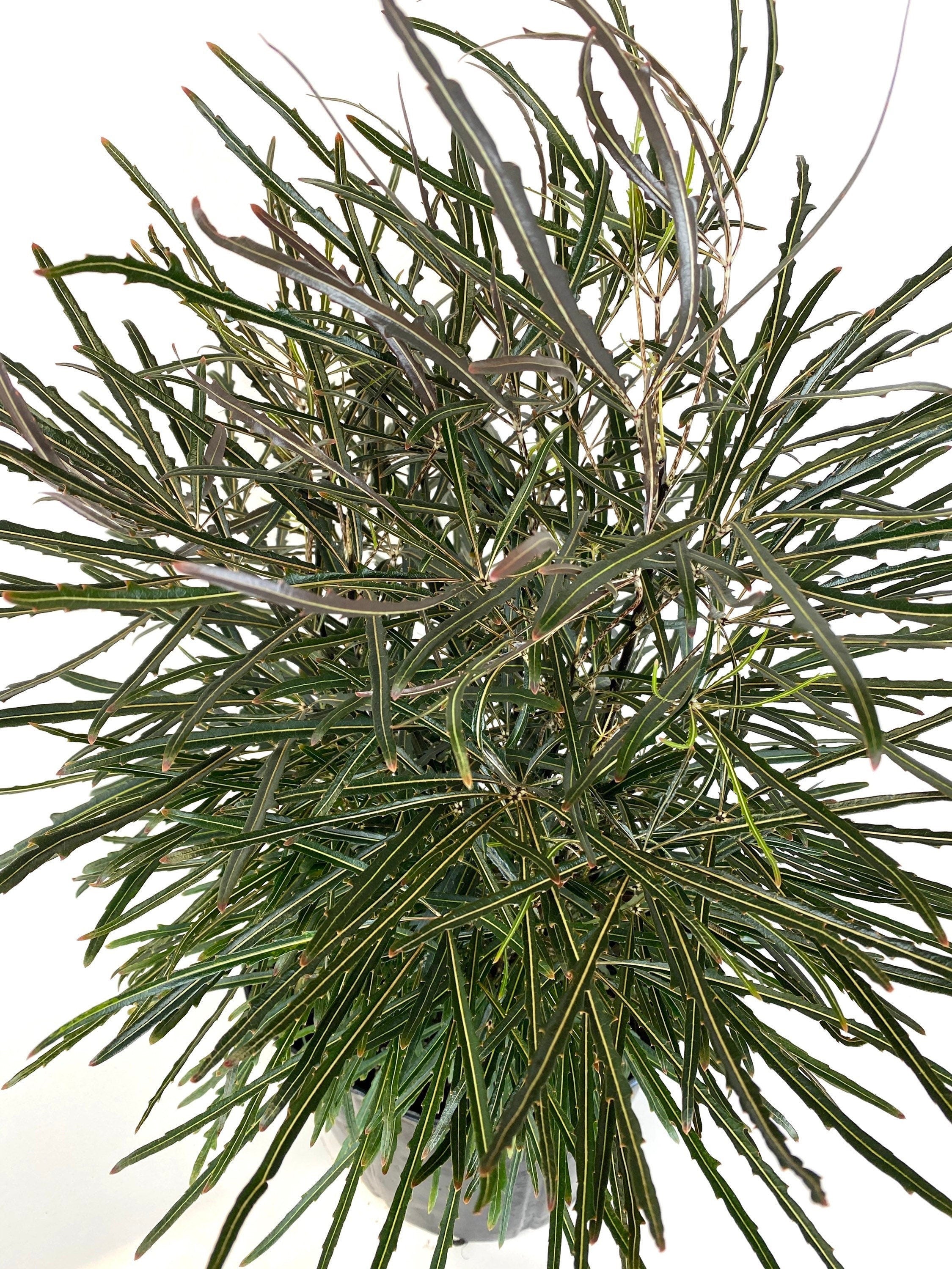 False Aralia, Schefflera Elegantissima