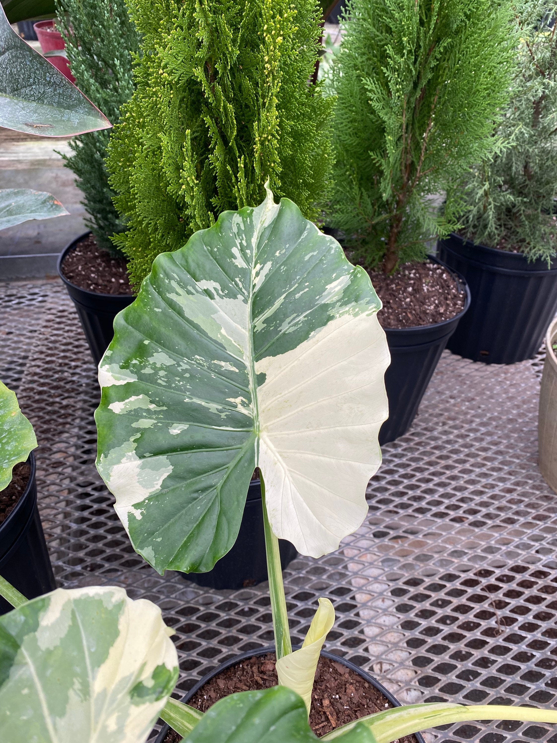 single leaf of Alocasia Odora Variegata, Collectors Rare and Exotic