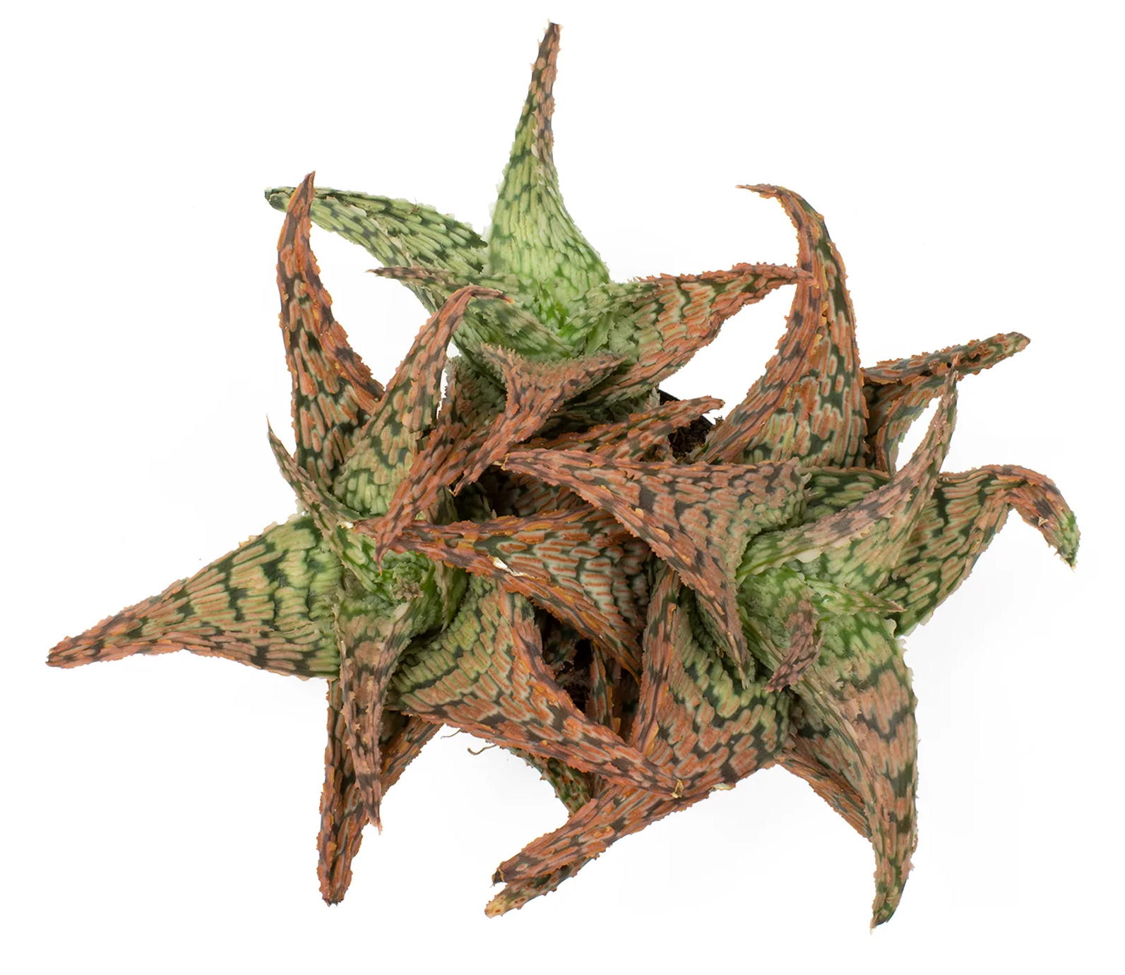 Aloe Delta Dawn Cacti Succulent Cactus