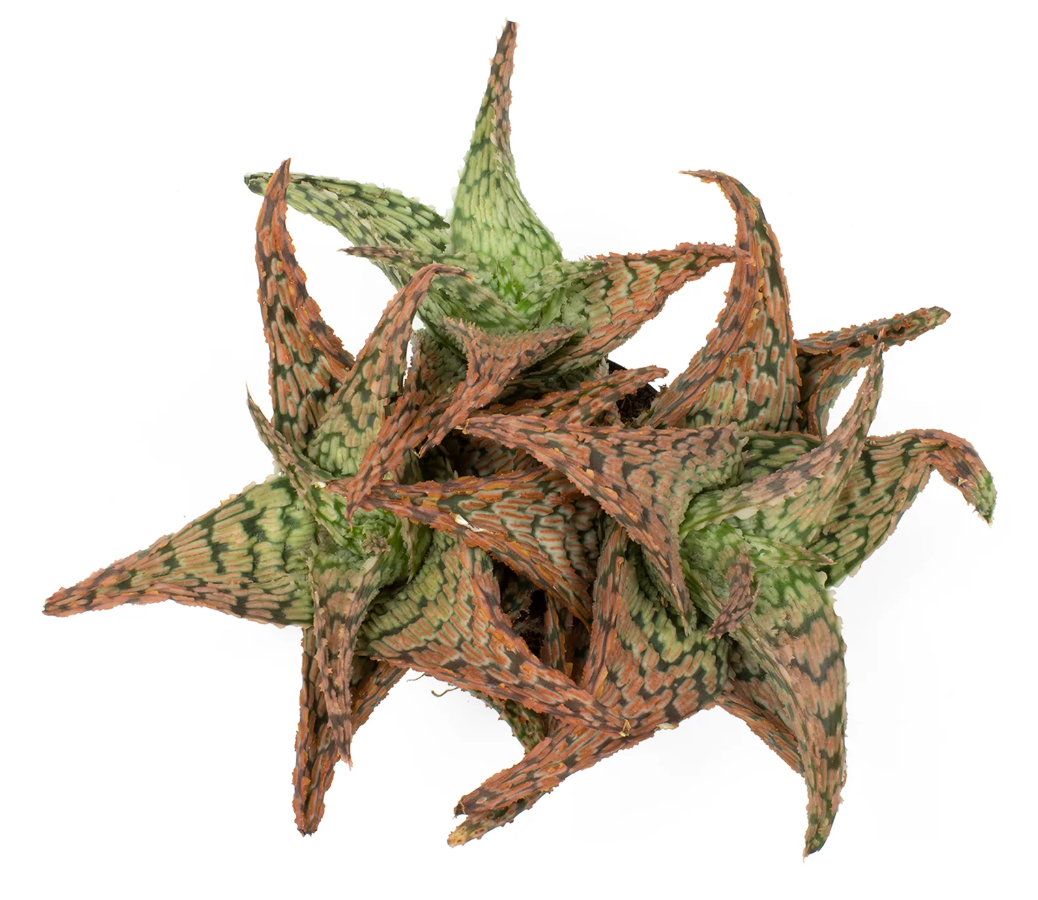 Overhead view of an Aloe Delta Star succulent on a white background.