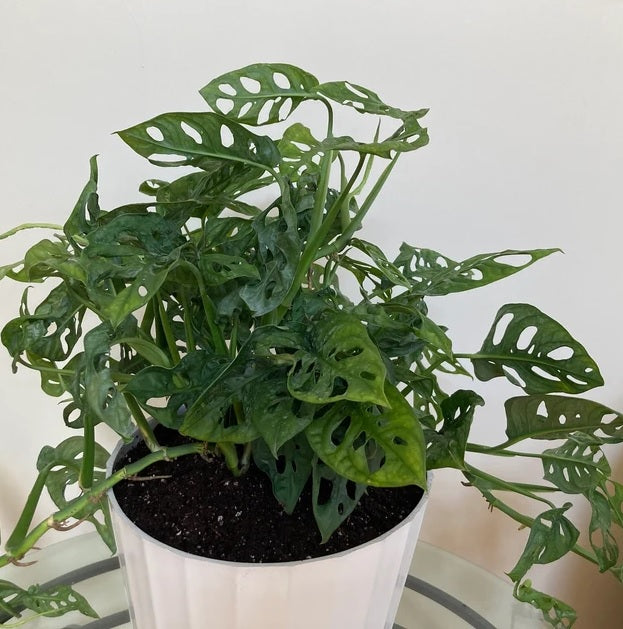 Monstera Adansonii Swiss cheese Hanging Basket in a white pot
