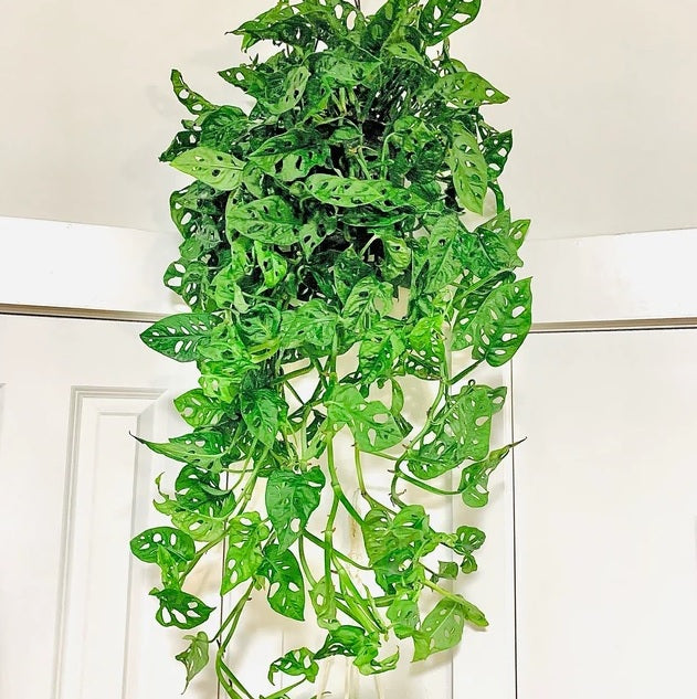 Monstera Adansonii Swiss cheese Hanging Basket