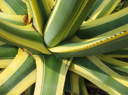 Agave Americana Variegata, Century Plant