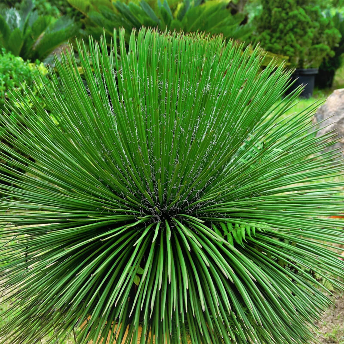 Agave Geminiflora Twin Flower
