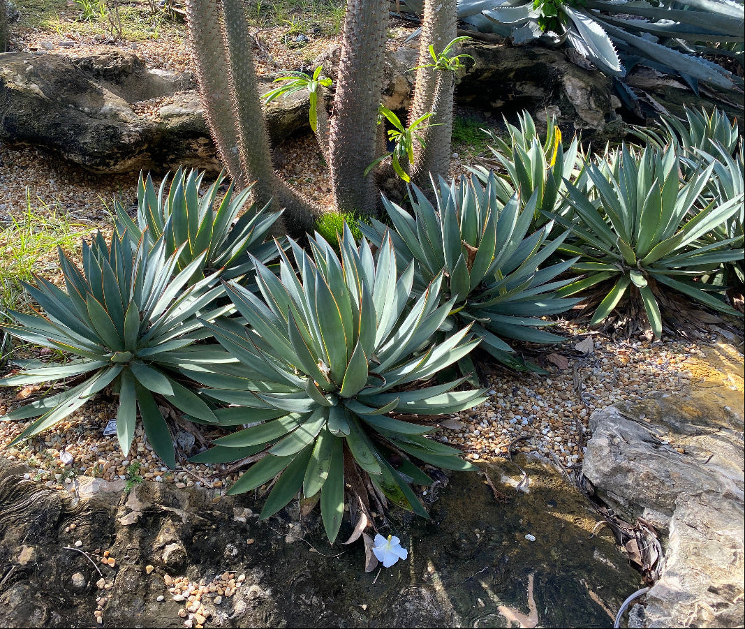 Agave Blue Glow Planted in a Desert Garden surrounded by Rocks