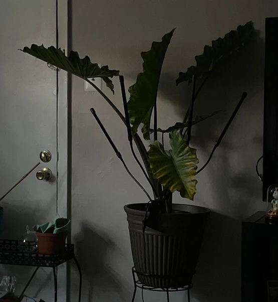 Alocasia Calidora, Elephant Ears, Live Tropical Plant in a room