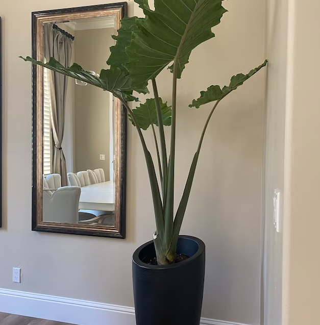Alocasia Calidora, Elephant Ears, Live Tropical Plant inside house