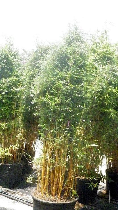 close view of Alphonse Karr Bamboo, Bambusa multiplex