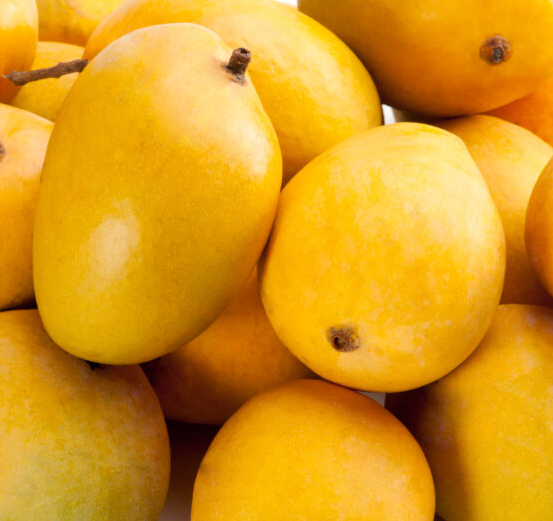 Alphonso Mango Fruit Tree, Mangifera indica
