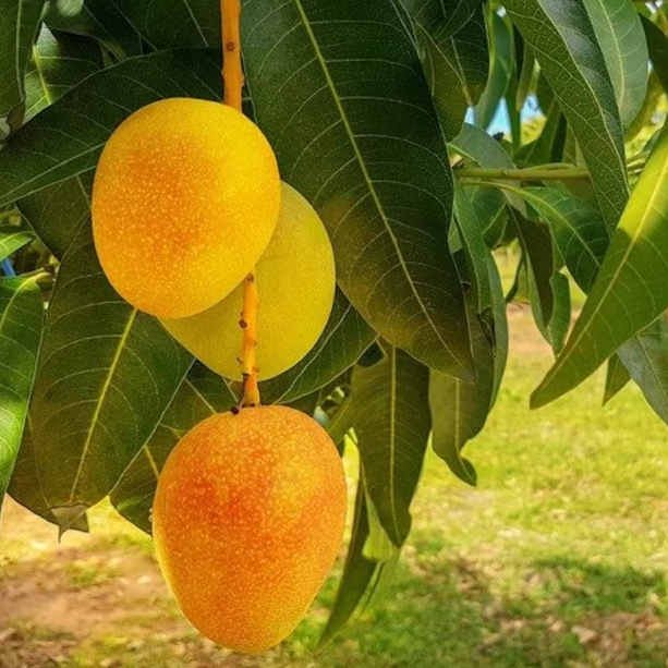 yellow mango fruit tree