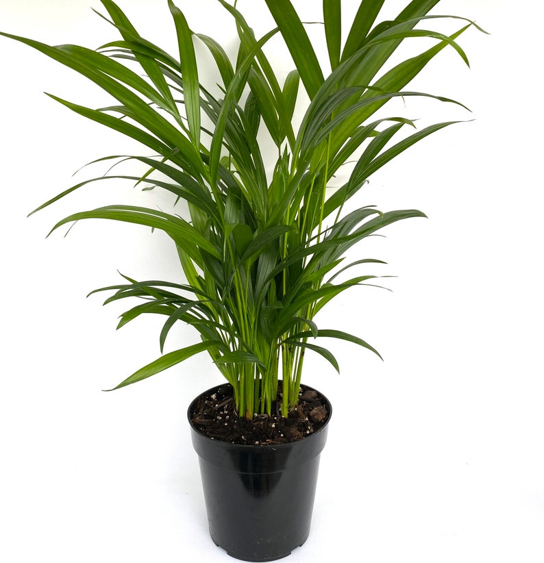 single Areca Palm, Golden Cane, Dypsis Lutescens in a pot