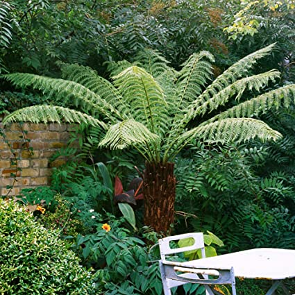 Australian Tree Fern, Beautiful & Exotic