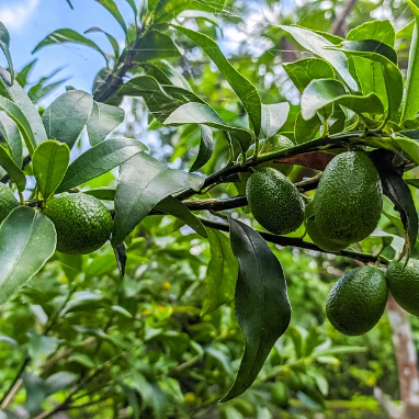 avocado fruit in tree