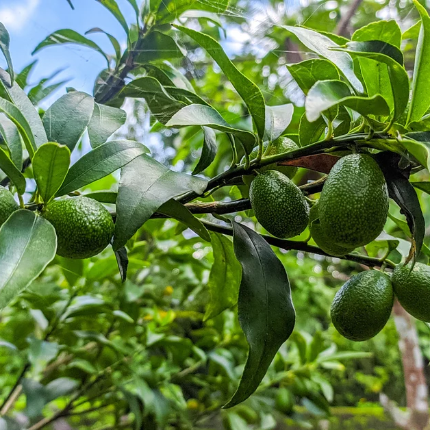 avocado fruit in tree