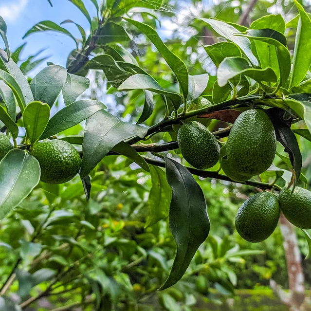 avocado fruit in tree