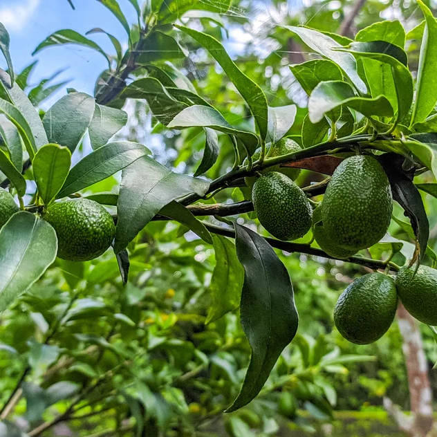 avocado fruit in tree green
