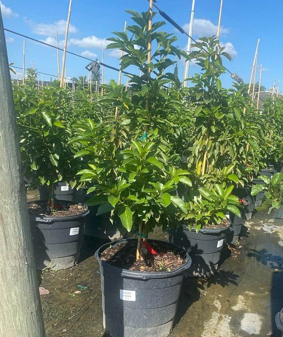 Beta Avocado Fruit Tree, Persea Americana