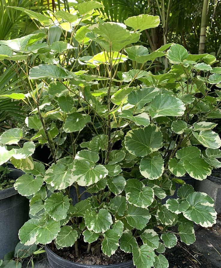 aralia indoor plant benefits Polyscias balfouriana 4in Aralia Balfour