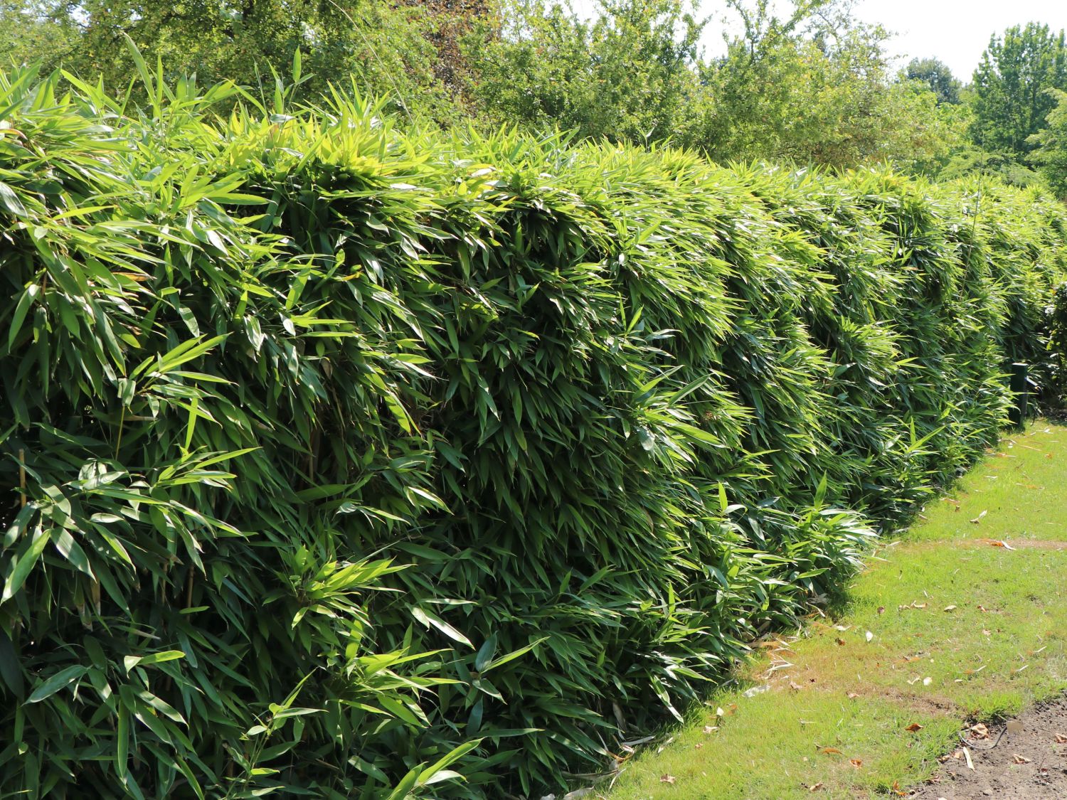 Golden Goddess Bamboo, Bambusa multiplex leaf