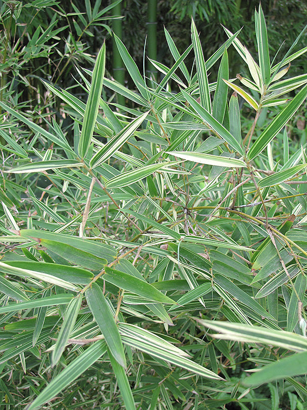 Silverstripe Bamboo Bambusa multiplex leaves