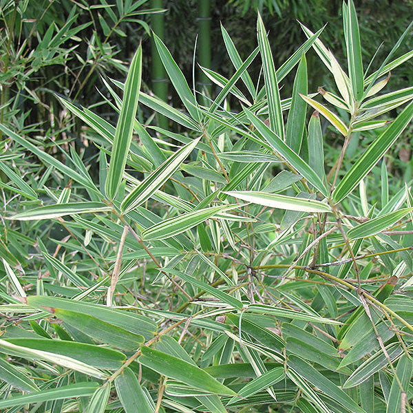Silverstripe Bamboo Bambusa multiplex leaves