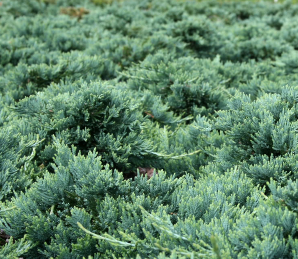 A close-up of Blue Rug Juniper foliage.