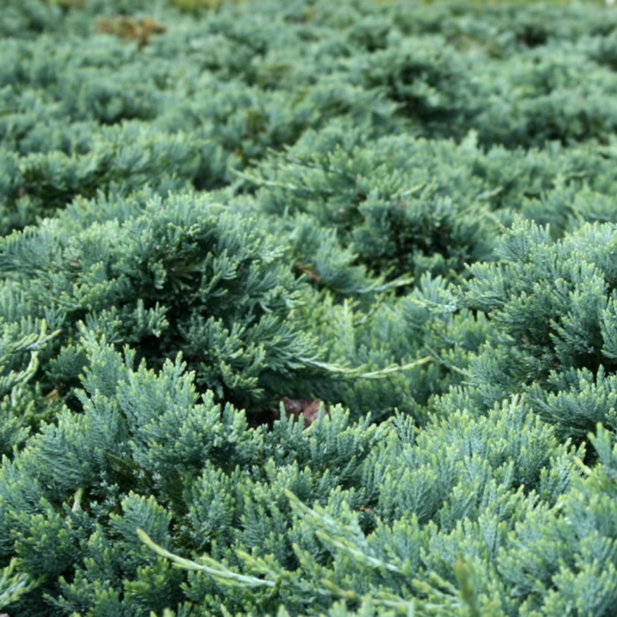 A close-up of Blue Rug Juniper foliage.