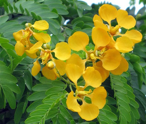 Bulnesia Arborea, Verawood Flowering Tree