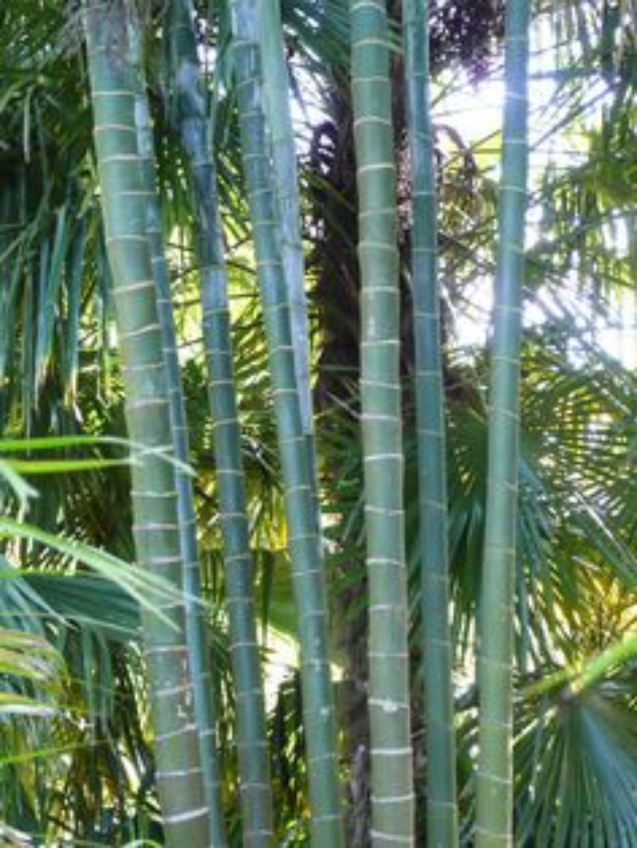 A close-up view of a Cabada Palm, an exotic and rare tropical plant, showcasing its distinctive clustering, slender green trunks