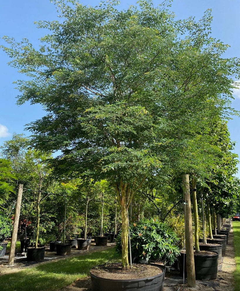 Bridalveil Tree Caesalpinia Granadillo