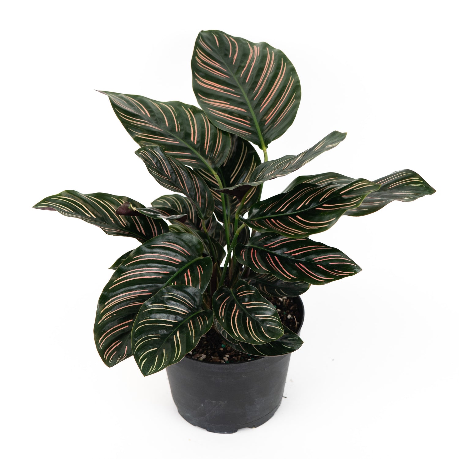 Calathea Pink Stripes Ornata Prayer Plants front view