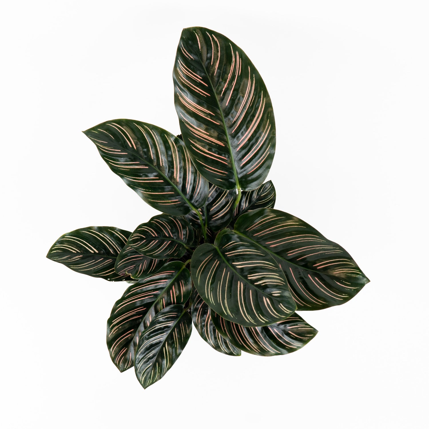 Calathea Pink Stripes Ornata Prayer Plants above view