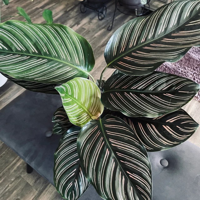 Calathea Pink Stripes Ornata Prayer Plants view from above