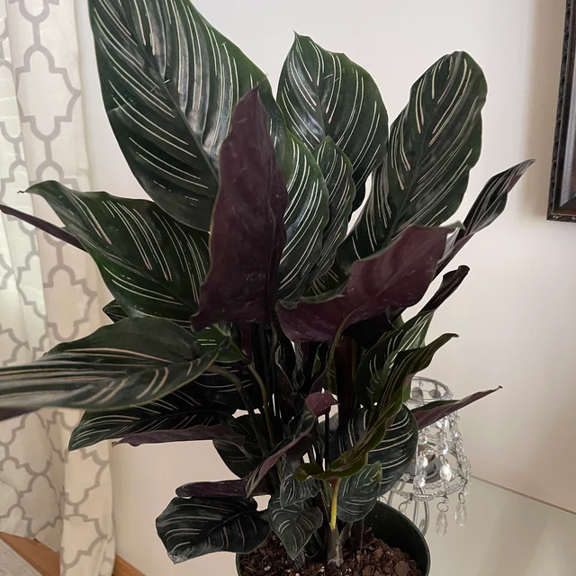 Calathea Pink Stripes Ornata Prayer Plants home view