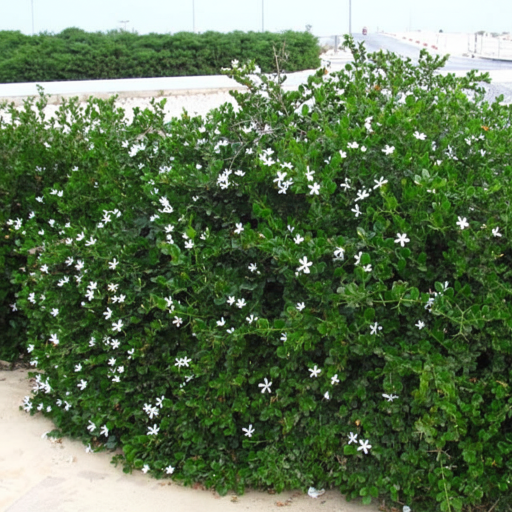 Natal Plum Carissa Macrocarpa outside view