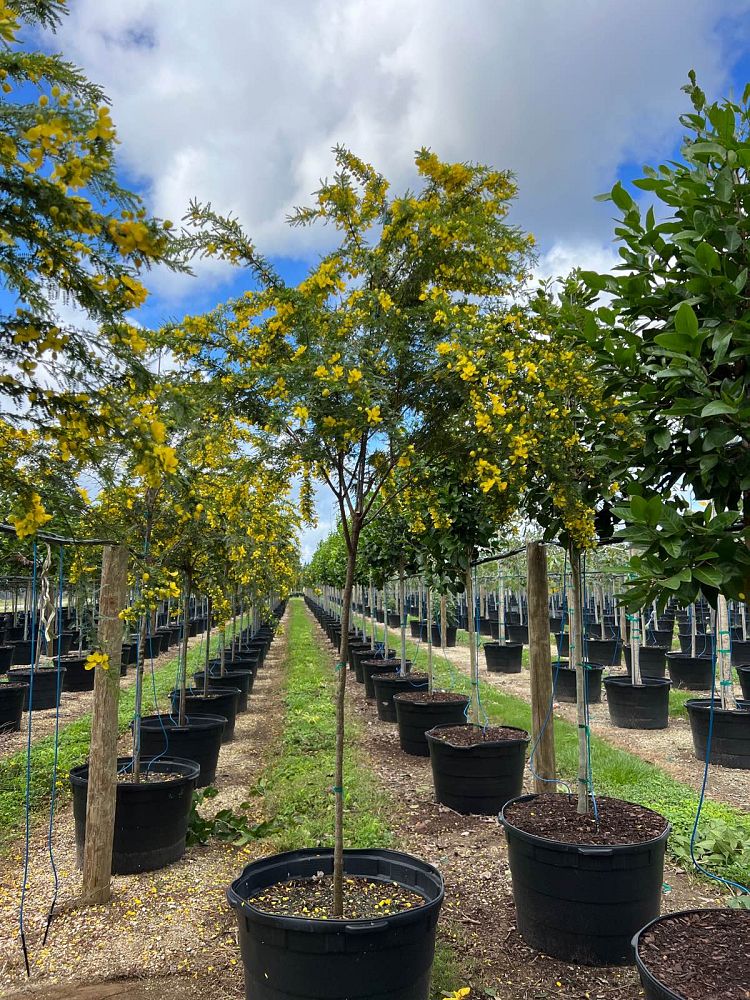 Cassia Senna Surattensis Polyphylla Tree in nursery
