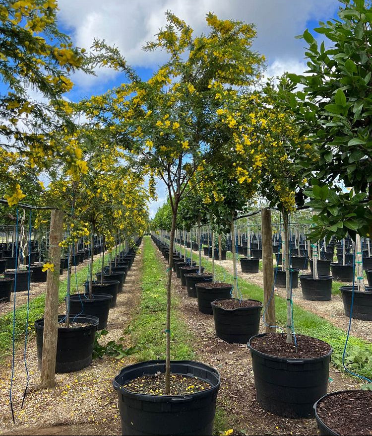 Young Cassia Senna Surattensis Polyphylla Tree in a large black nursery pot, featuring a tall, staked trunk and a developing canopy of green foliage dotted with vibrant yellow blooms, standing in a long row within an expansive outdoor nursery field under a partly cloudy sky, showcasing its steady growth and cultivation.
