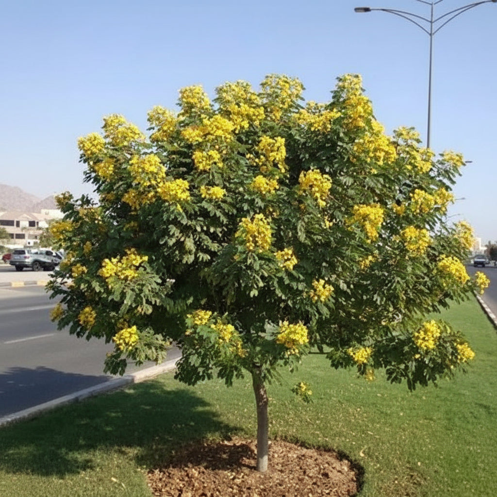 Mature Cassia Senna Surattensis Polyphylla Tree featuring a lush, rounded canopy of bright green foliage beautifully contrasted with vibrant clusters of yellow blooms, growing prominently in a landscaped grassy area beside a paved street under a clear blue sky, showcasing its stunning floral display and potential as an elegant street tree or landscape focal point.