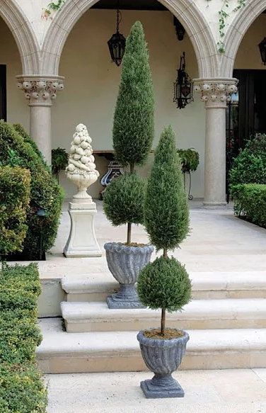 topiary planter pots Topiary Classic Form Blue Point Juniper