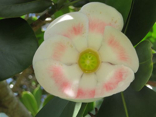 Clusia Rosea Pitch Apple Tree Form