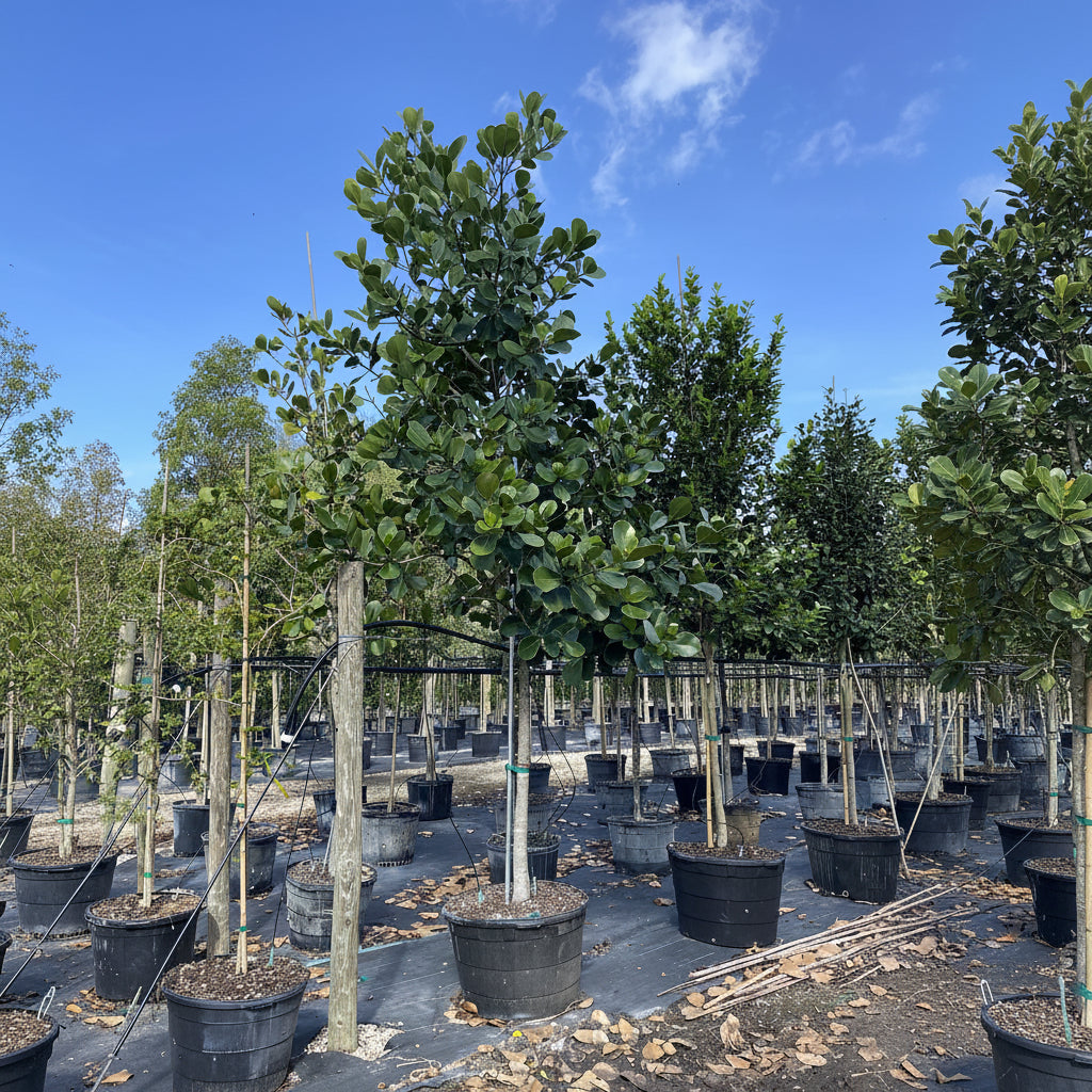 multiple Clusia Rosea Pitch Apple Tree Form outside