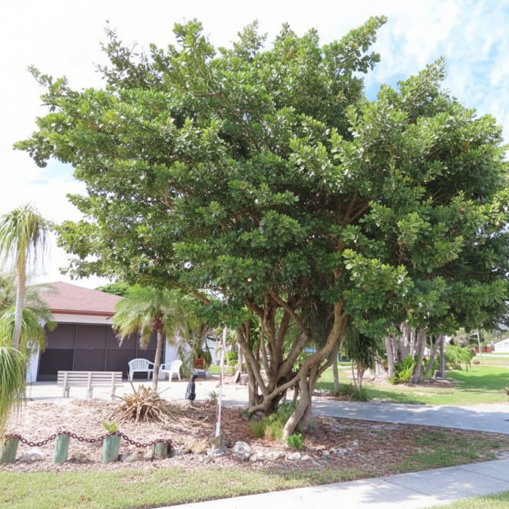 Clusia Rosea Pitch Apple Tree Form