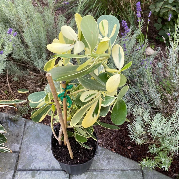 upper view of Clusia Guttifera Tree Form Variegated