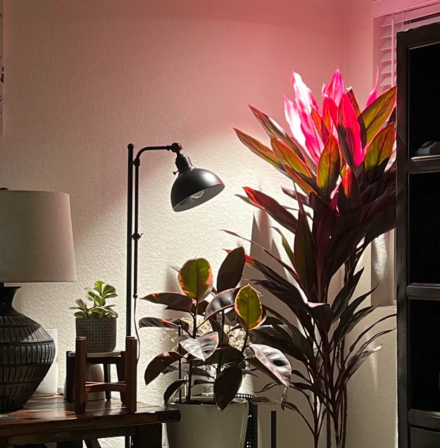 Cordyline Red Sister, Terminalis Ti Plants inside house