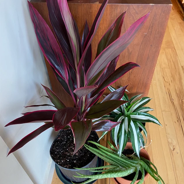 upper view of Cordyline Red Sister, Terminalis Ti Plants