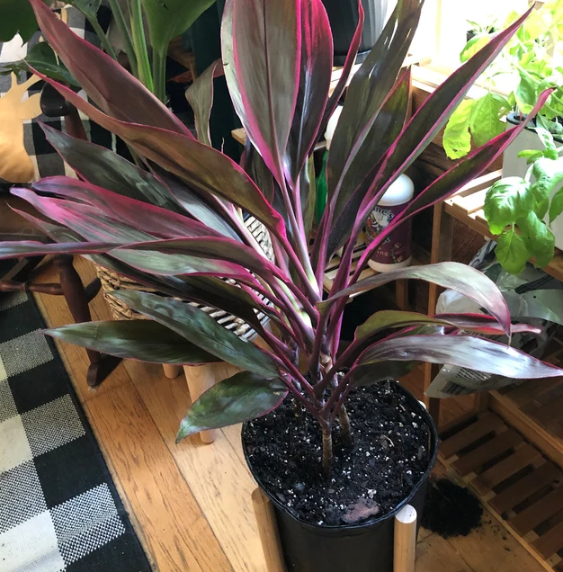 upper view of Cordyline Red Sister, Terminalis Ti Plants