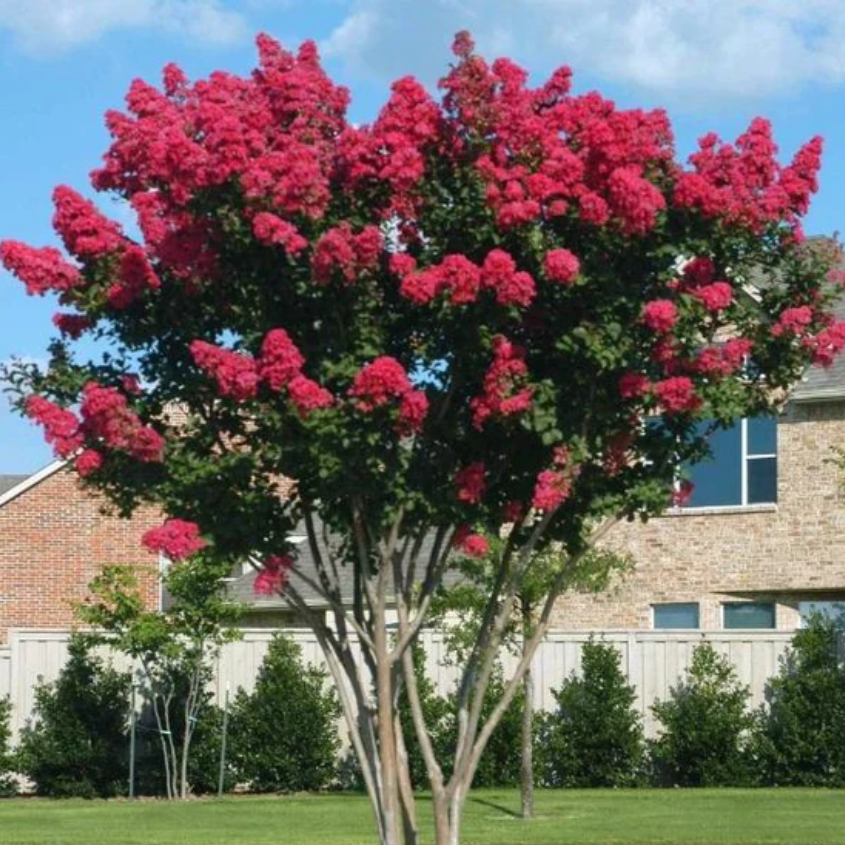 Crape Myrtle Dynamite Tree Red with red flowers.