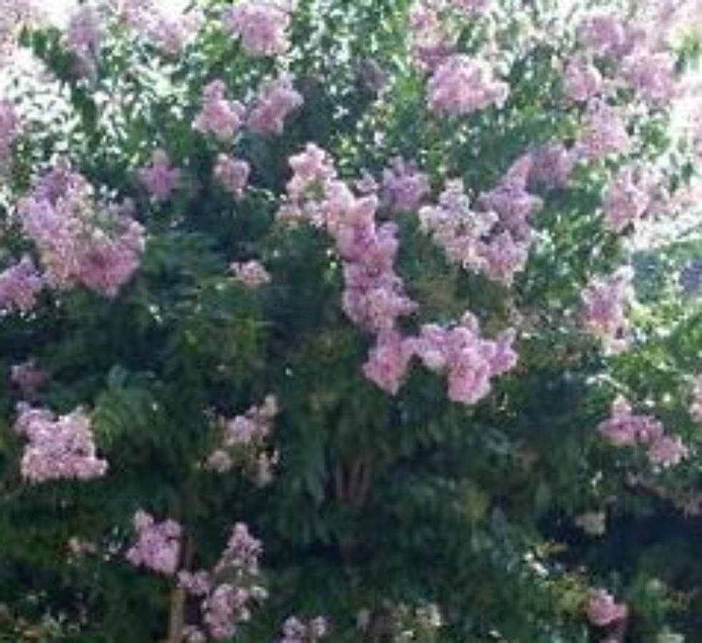 A Muskogee Crape Myrtle tree with light purple flowers