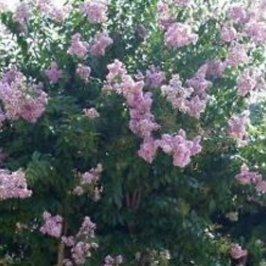 A Muskogee Crape Myrtle tree with light purple flowers