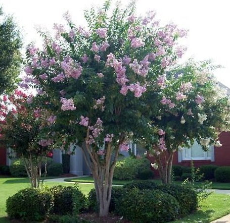 crape myrtle lavender tree Muskogee Crape Myrtle